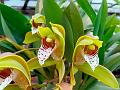 Tiger-Striped Cymbidium